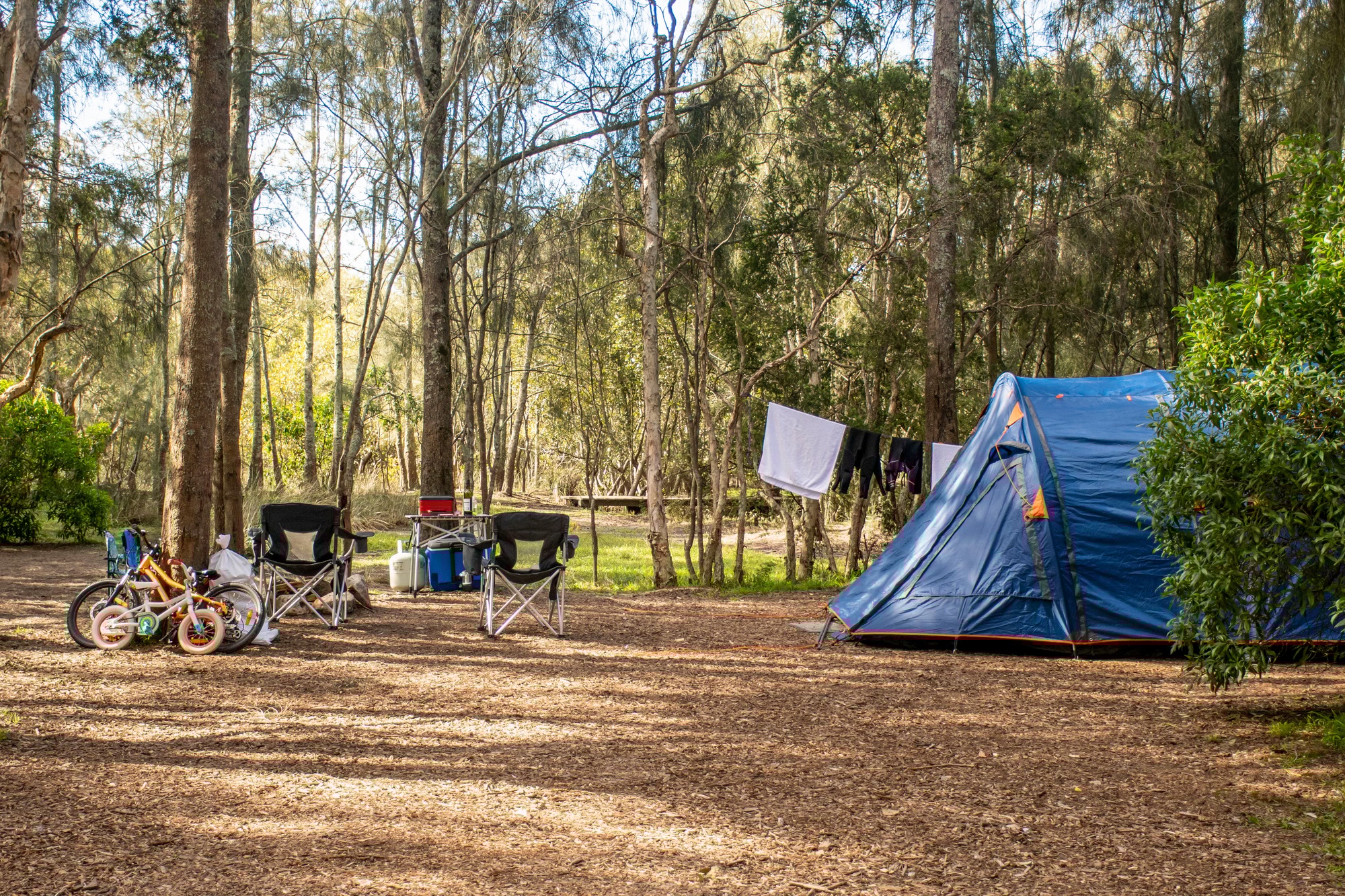 Installation d'une tente familiale dans une forêt de brousse en Australie. La vie en camping. Chaises de camping, vélos