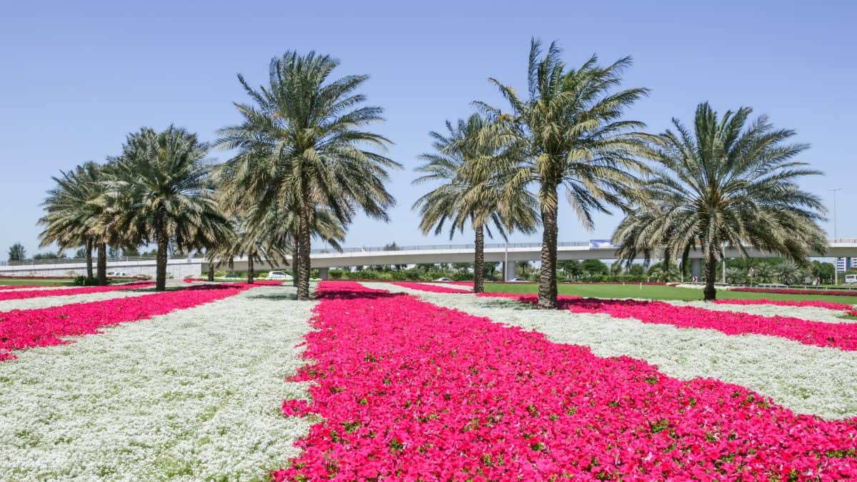 Roadside Flowers in Dubai